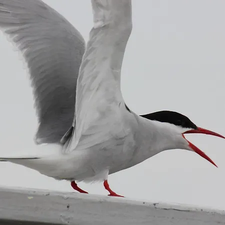 Haus Luise * Poppenbüll